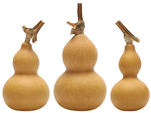 Theaque 3pcs zucche secche naturali Desktop Zucca Decorazioni Zucche naturali cinesi Regali di Capodanno Zucche