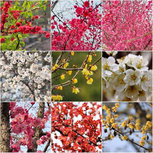 Armeniaca mume einfacher Anbau frühlingsblumen bonsai stauden winterhart mehrjährig pflanzensamen baumsamen gartenpflanzen blumensamen winterharte 10samen