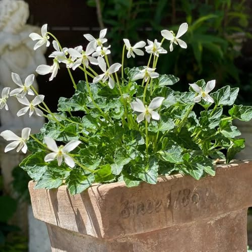 Duftveilchen - wiesenblumen blumenwiese exotische bodendecker gewächshaus balkon balkonpflanzen winterhart blumendeko sommerblumen winterharte stauden 150samen