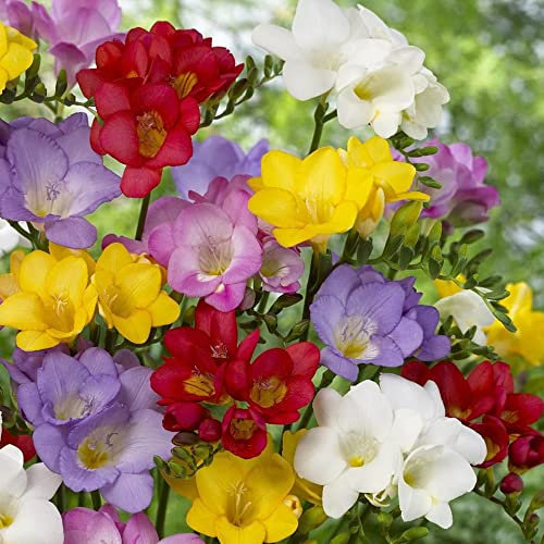7 x Xtra Large Freesia Single Mixed Bulbs – Colourful, Highly Scented Flowers – Easy Growing Perennials - Long Vase Life – for Your Beautiful Garden