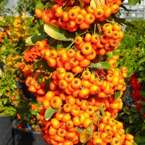 Pyracantha coccinea a bacca arancione, 24 piante alte 40/60 cm