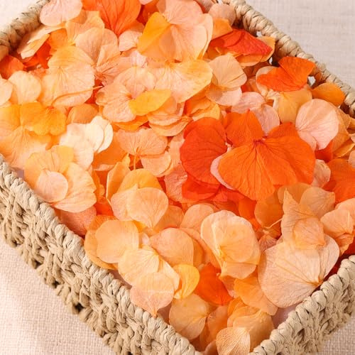 VAIPI 2500 petali di ortensia arancione bruciato per decorazioni autunnali per matrimoni, 100% naturali, veri petali di fiori per matrimoni, cerimonie, serate romantiche, feste di fidanzamento, cesti