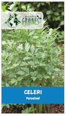 100 graines céleri perpétuel aromatique et robuste -