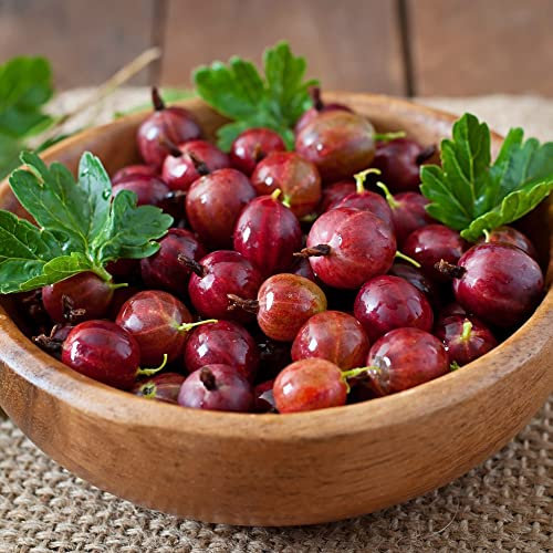 Gooseberry 'Hinnonmaki Red' Organic Grow Your Own Outdoor Garden Shrubs Hardy Ready to Plant Shrub, Great for Snacking Puddings and Jams, Supplied as 1x Bare Root Plant by Thompson & Morgan (1)