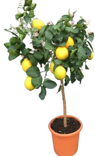 Cultiva Limones en Casa El Árbol Frutal que Transformará tu Jardín - Limonero