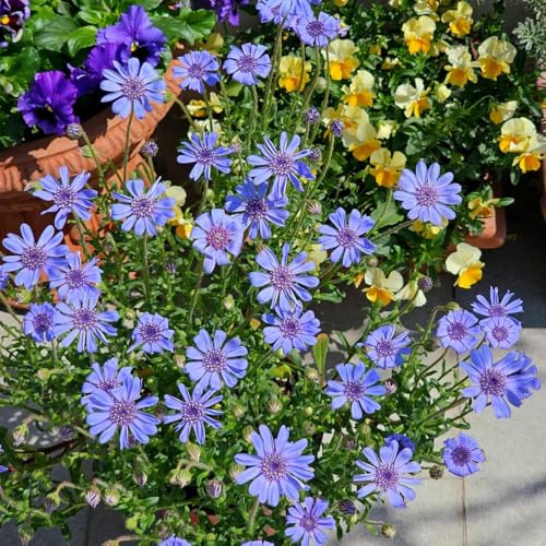 gänseblümchensamen - gänseblümchen wildblumen exotische blumenbeet zierblumen für sonnige plätze kletterpflanzen steingartenpflanzen bio balkon blumendeko 900samen