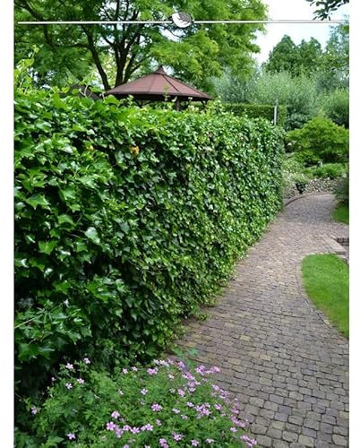Irischer Efeu 125-150 cm im Topf. Angebot: 18 Hedera immergrüne Kletterpflanzen
