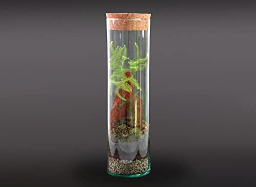 TERRARIO Planta Natural Micro Habitat Cristal Tube ASPARRAGUS 30X8 CM NANOGARDEN Jardin EN Miniatura ECOSISTEMA