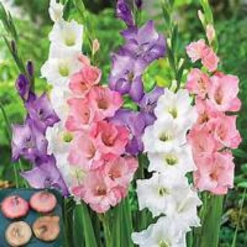Gladioli bulbi,piante erbacee perenni,bulbi di fiori colorati,resistenti,gladioli fiori,Pianta di gladiolo,Giardino del gladiolo in vaso,bulbi di gladioli(non artificiali)-10bulbi-E