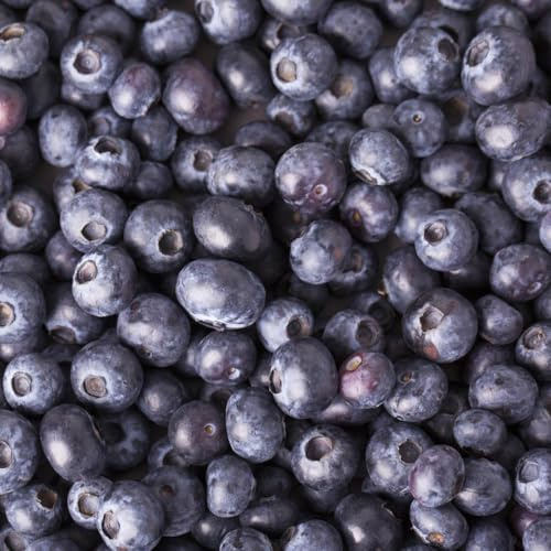 plantas de arándanos - semillas plantas resistentes para el jardín semillas de plantas semillas de árboles comprar árboles plantas perennes resistentes árboles frutales plantas de 100pcs