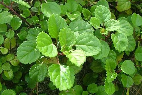 Planta del Dinero Natural Hoja Brillante y Colgante Aporta Frescura a Cualquier Espacio