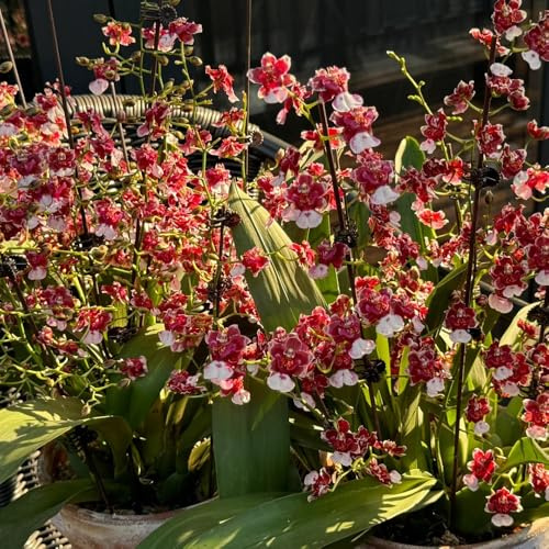 Semi di orchidea Oncidium, semi di Oncidium hybridum, selvatici semi di rare autunnali resistenti 250pcs