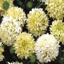 Gaillardia-Pulchella- Sundance Crema/Bianco- 25 semi