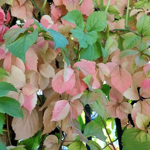 parra virgen trepadora plantación de jardín Adecuado al aire 300semillas