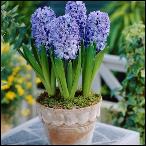 Giacinto bulbi,piante erbacee perenni,bulbi fiore resistenti al freddo e alla siccità,bulbi giacinto vaso,giacinto d acqua pianta(senza semi,non artificiale,resistente al freddo)