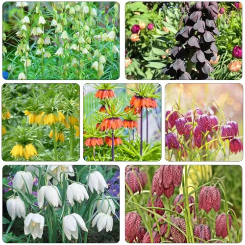 Bulbi imperiale coronata di interni esotici di primavera Bulbi perenni resistenti all'inverno giardino rocce giardino ufficio decorazione balconi 5pcs