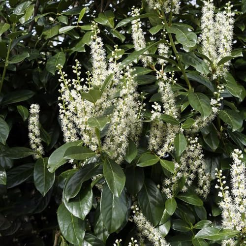 semi di alloro ciliegia, giardino resistenti esterno, varietà antiche 30pcs