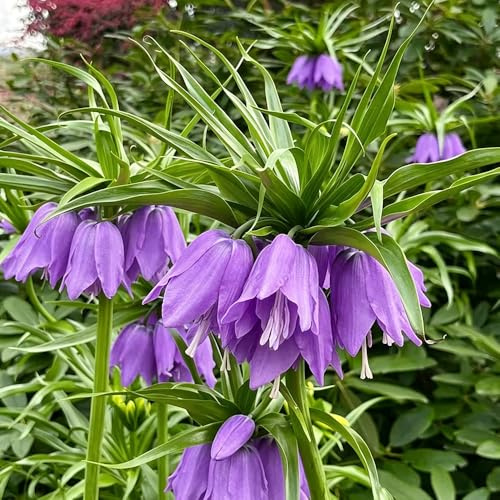 kaiserkronen - 9Rhizome kübelpflanzen winterhart mehrjährig Gartenbepflanzung
