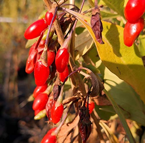 Goji `Instant Success´, Chinesische Wolfsbeere, Goji-Strauch, Lycium barabrum, 30-40cm im 2L Topf