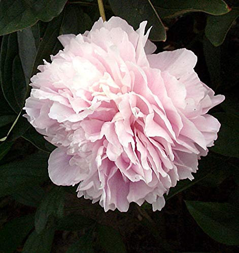 Edelpfingstrose Sarah Bernhardt - Paeonia lactiflora - lebende Gartenpflanze aus den Baumschulen