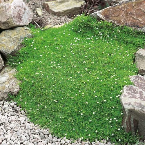 GARTEN SCHLÜTER® Sternmoos - Sagina subulata - 9 cm - Topf | Immergrüner Bodendecker