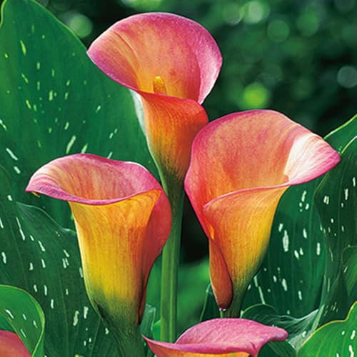 Bulbi di calla resistenti (senza semi, non artificiali), perenni, adatti per la semina immediata, bellissimi bulbi sani, profumati, perfetti per vasi e piante da giardino-2 Bulbos-A