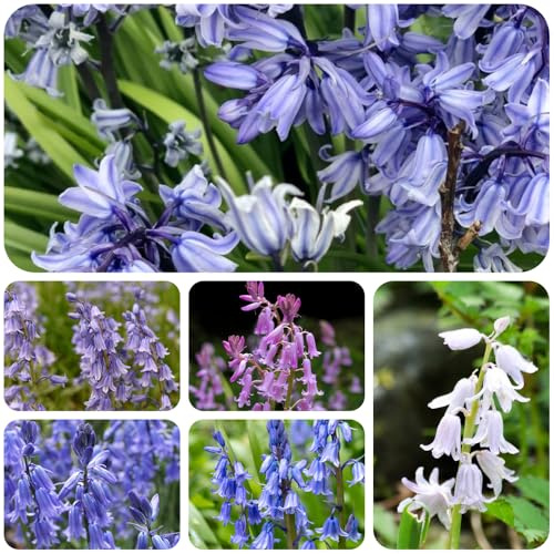 semi di campanula - rare resistenti giardino 450pcs