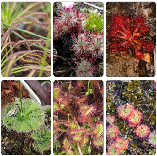 sonnentau exotische zimmerpflanzen winterharte kübelpflanzen winterharte stauden mehrjährig pflanzendeko dachbegrünung heilkräuter blumensaat gartenkräuter wildkräuter balkonpflanzen 25samen