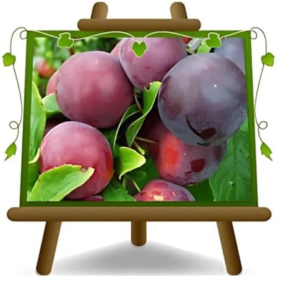 Ciruela Dezertnaja - Planta frutal en maceta 26 injertado Portainjerto - árbol max 200 cm - 4 años