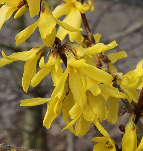 Zwerg Forsythie Nimbus 30-40cm - Forsythia intermedia - lebende Gartenpflanze aus den Baumschulen