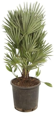Palmier Nain Siciliana Chamaerops Humilis Siciliana 50 cm Pot 28cm - Plante En Pot - Floraison Mai à Juin Exposition - Hauteur 50 Cm - Exposition Soleil Sol