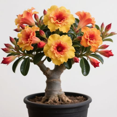 Bulbi di rosa del deserto：Rara, Resistente al freddo＆ Facile da coltivare, Adatto per piantagioni da interno＆esterno, Ottima esposizione dei bonsai-5 rizomi-b