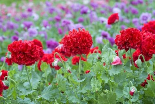 Mohn, Schlafmohn 'Rot Paeony'