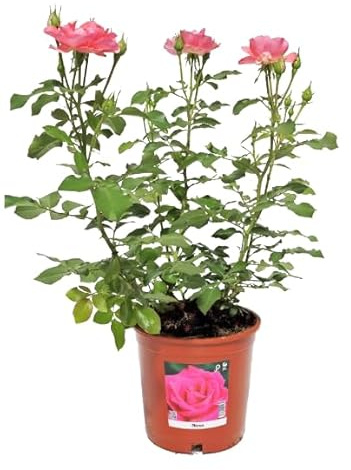 Rosal de Flor Grande Rosa Natural Planta de Jardín para una Primavera Llena de Color