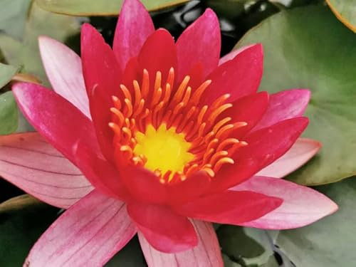 Seerose Feuer-Rot | im 11er Topf | winterhart | Teichpflanze | Gartenteich | Nymphaea | Wasserpflanze | Unterwasserpflanze |