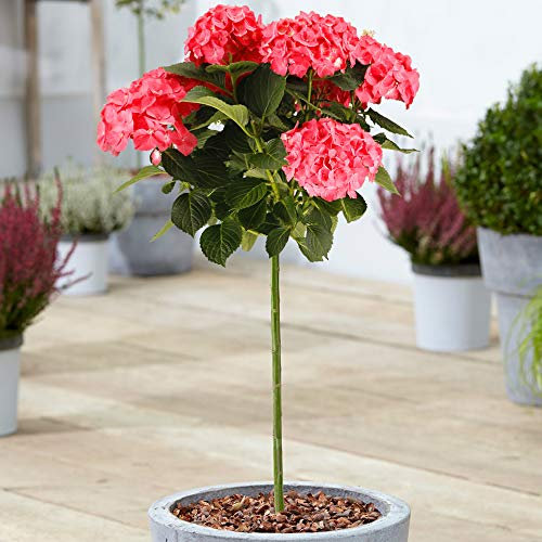 Collection d'Hortensias Macrophylla | Arbres à sucettes en pot pour petits jardins