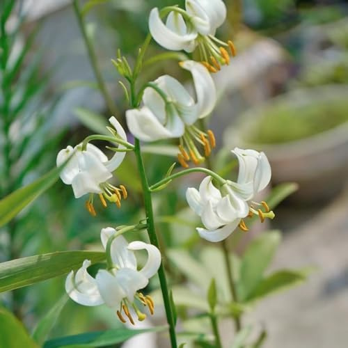 lirios - silvestres resistentes trepadora de balcón de jardín semillas silvestres 40pcs