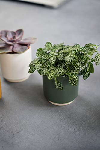 Ivyline Blumentopf, Keramik, grün, 10.5 cm