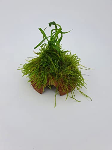 Kokoshöhle mit Farn +Moos Aquarium Höhle Bonsai Unterschlupf Brutstätte für Fische Aquarium Garnelenbäumchen, ca. 15x 10 cm bepflanzt mit echten Tropica Wasserpflanzen