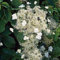 Kletterhortensie Hydrangea petiolaris mittelstark duftend, schnellwachsend, kletternd bis 800cm, winterhart