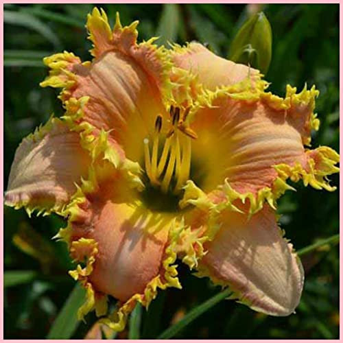 Hemerocallis bulbi Daylily bulbi di Hemerocallis resistente facile da sopravvivere