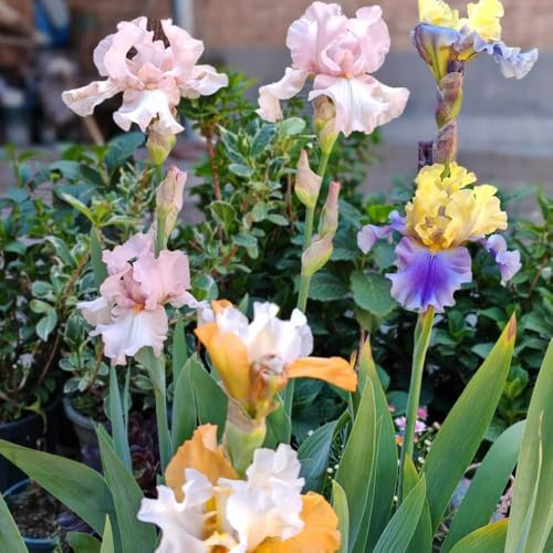 iris, da appartamento forniture da giardino Coltivare giardino sul balcone bulbi di, tappezzanti, resistenti, perenni decorazioni per esterni 7bulbi
