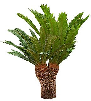 Wunderschöne Cycas Palme -Cycas revoluta- 1 frischer Großer Samen Japanischer Palmfarn
