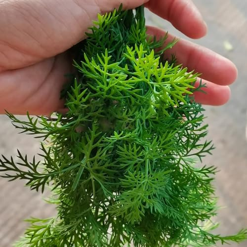 aneto, giardino roccioso semi di aneto resistenti esterno in vaso decorazioni autunnali, verdi decorazioni giardino per esterni d'appartamento purificatrici d'aria 420semi