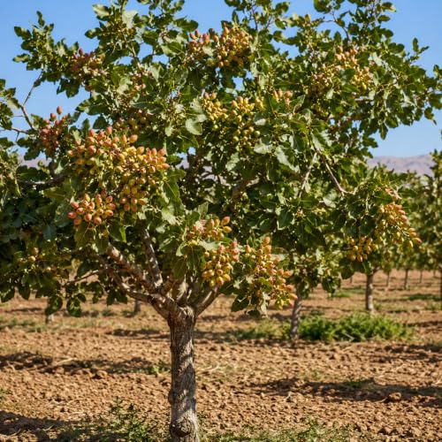 Semi pianta di Pistacchio – 2/3 Semi – Pianta albero da Frutto Mediterranea – Ideale per Coltivazione in Vaso, Serra o Giardino