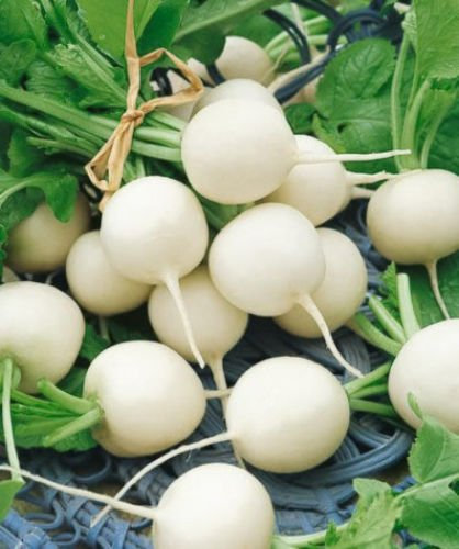 Graines de radis blanc Graines de radis en vrac White Ball Hailstone Heirloom: PAQUET DE 100 GRAINES
