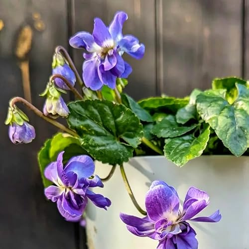 violetas fragantes - Viola odorata - jardín interior cortadas balcón decoraciones jardín exteriores resistentes pleno sol semillas 400pcs