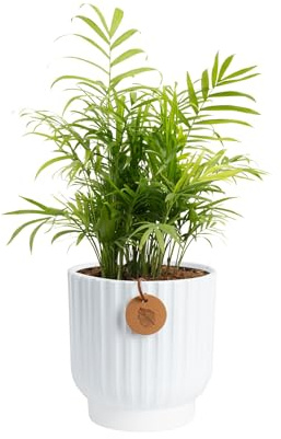 Costa Farms Parlor Palm, Neanthebella, Easy to Grow Houseplant Potted in Décor Plant Pot, Everyday Gift for Mom, For Wife, From Daughter, Son, Room or Home Decor, 1 Foot Tall