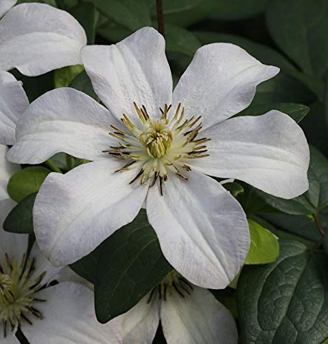 Robuste Waldrebe Huldine 60-80cm - Clematis viticella - lebende Gartenpflanze aus den Baumschulen