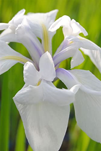 Iris laevigata 'Snowdrift' ca. 11x11 cm Topf - Japanische Sumpf-Schwertlilie, weiße Blüten, Blütezeit Juni-Juli, ideal für Teichränder, winterhart